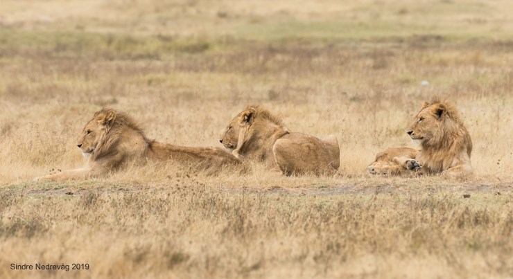 Leeuwen in Ngoro ngoro