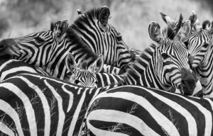 Zebra's in Serengeti