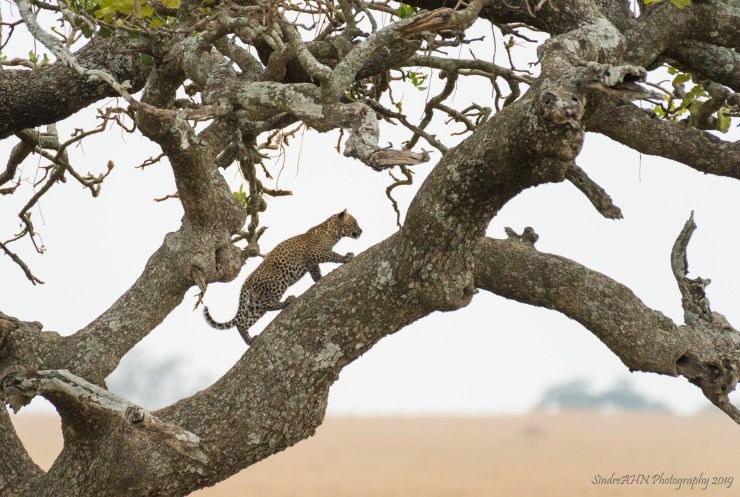 Baby luipaard in Serengeti