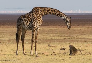 Lake manyara tanzania giraf