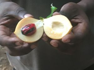 Nootmuskaat op spice tour Zanzibar
