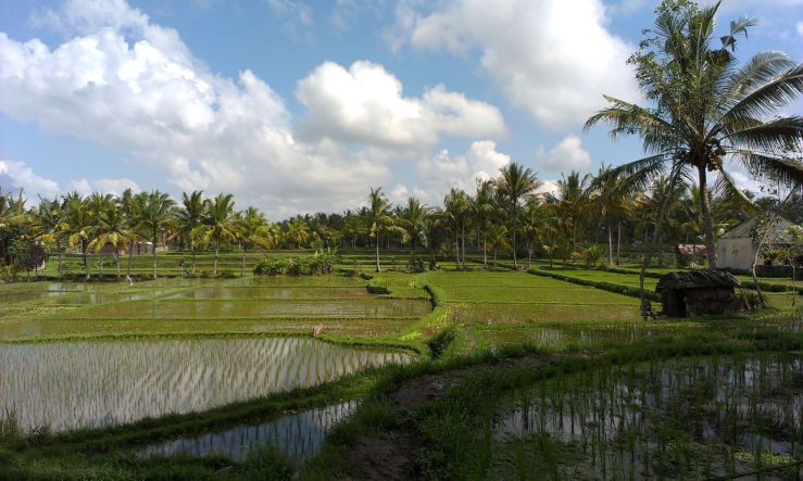 Bali ubud rijstvelden